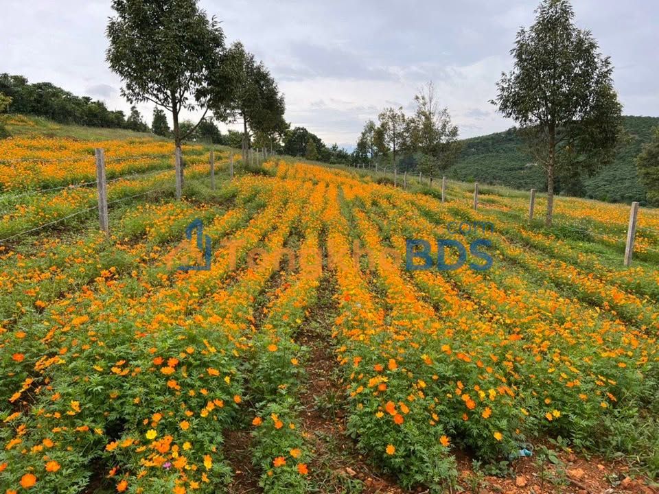 Đất Nền Nghỉ Dưỡng Bảo Lâm 2215m² - View Rừng Thông Mát Mẻ, Giá 2.3 Tỷ