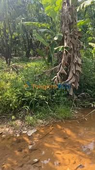 Bán Gấp 2.2ha Đất Vườn Trồng Cà Phê Sầu Riêng Tại Bảo Lâm, Lâm Đồng - Giá 3.3 Tỷ