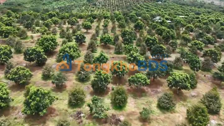 Bán Gấp 1.3ha Sầu Riêng Năm Thứ 5 Tại Tuy Đức, Đắk Nông - Sẵn Sàng Khai Thác