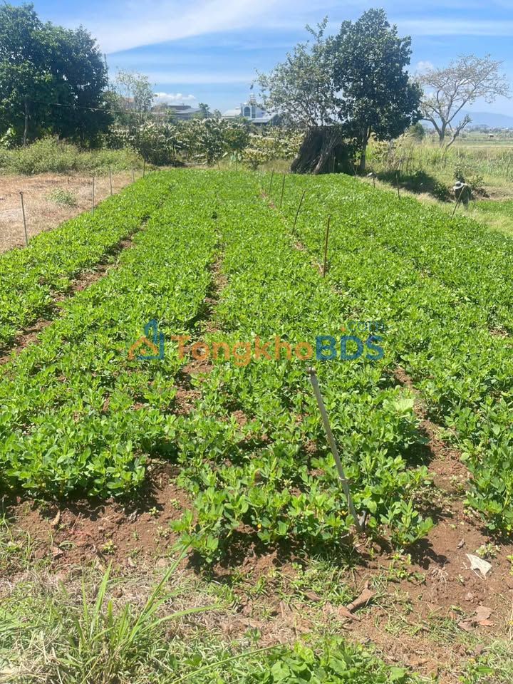 Đất 120m² Hẻm Phú Hội Đà Lạt - Sổ Hồng Riêng, Giá 1.2 Tỷ