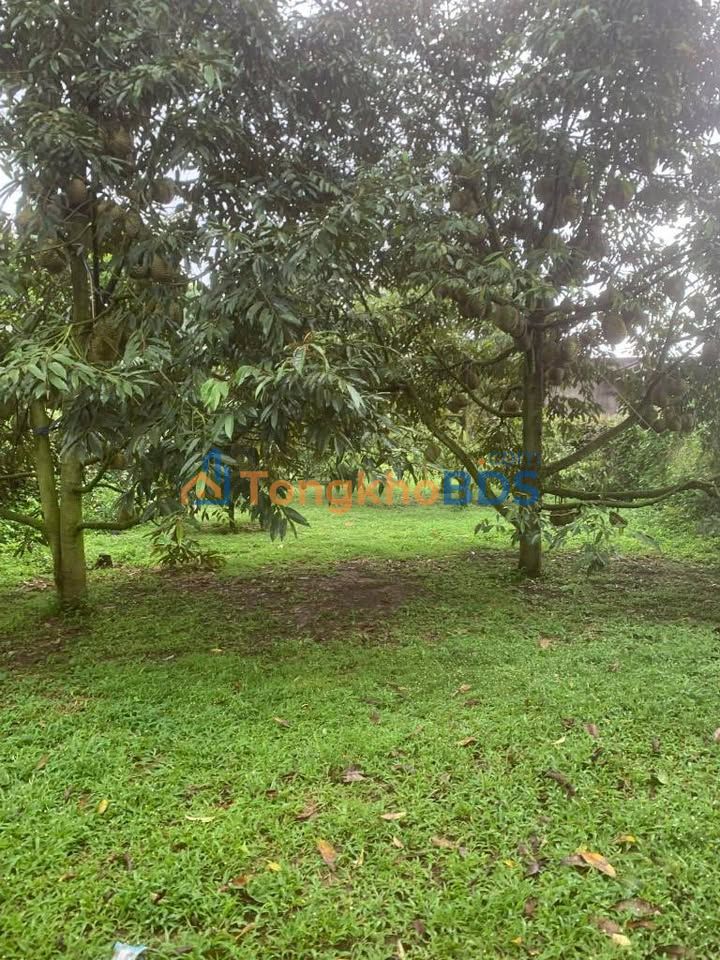 Đất thổ cư Thôn 11 Lộc An 370m² 1.5 tỷ - Vị trí đẹp