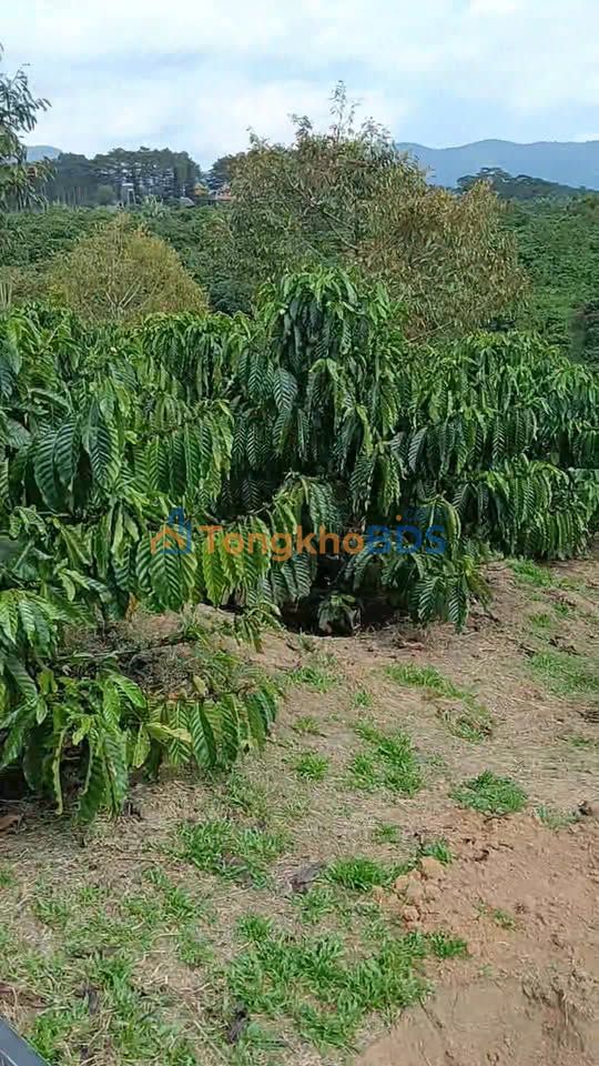 Bán Gấp Đất Vườn Xã Hòa Ninh, Di Linh 14400m² - Sẵn Sàng Đầu Tư