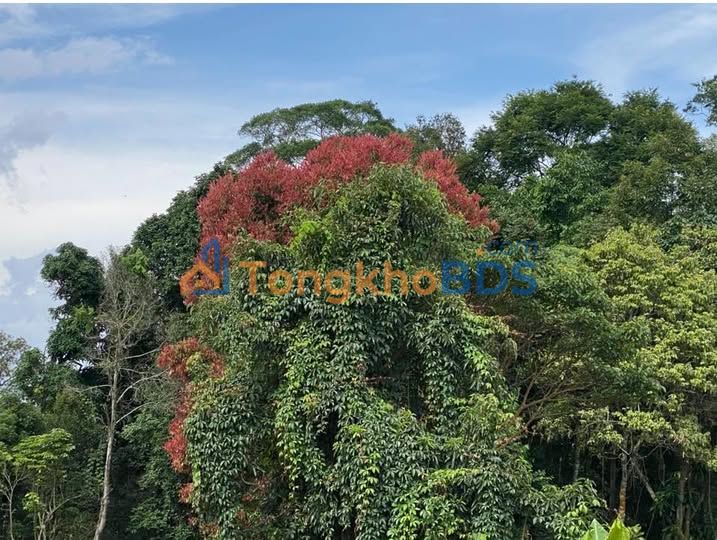 Bán Gấp Đất Vườn 2000m² Xã Gia Hiệp, Di Linh - Sổ Đỏ Sẵn Sàng