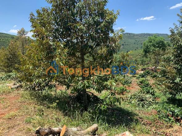 Bán Đất Nền 2ha Xã Tân Châu, Di Linh, Lâm Đồng - Giá Đầu Tư 175 Tỷ