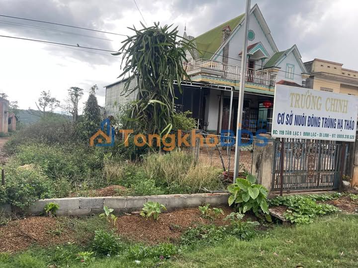 Đất Nền Mặt Tiền Đường Nhựa Chính Tân Lạc, Di Linh 5000m² - Giá 950 Triệu