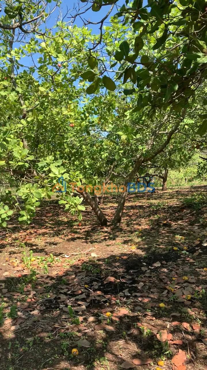 Bán Gấp 2ha Đất Vườn Điều Già - Đồng Phú, Bình Phước - Giá Đầu Tư 1.2 Tỷ