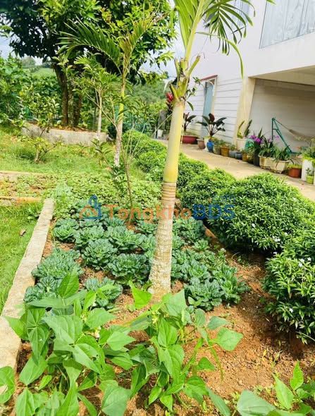 Nhà Nguyễn Văn Cừ Bảo Lộc 502m² - Sẵn Sàng Vào Ở Ngay