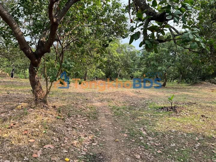 Bán Gấp 1.9 Hécta Đất Điều Đồng Tâm, Bình Phước - Sổ Đỏ, 120m Mặt Đường