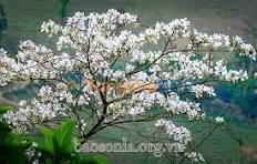 Đất Nền 150m² Full Thổ Cư Trung Tâm Bản Búa, Vân Hồ - Giá 1 Tỷ