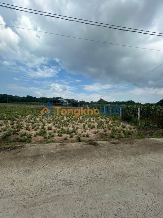 Đất Nền 320m² Đất Đỏ - Sổ Riêng, Giá 1.2 Tỷ, Ô Tô Tới Đất