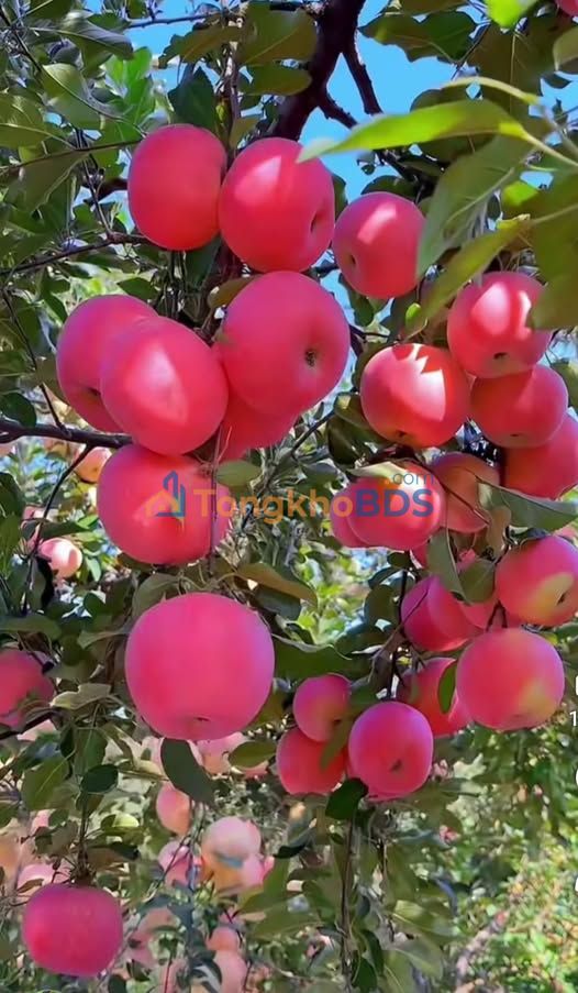 Nhà 43m² Tả Thanh Oai - 1.6 Tỷ, Sẵn Sàng Ở Ngay