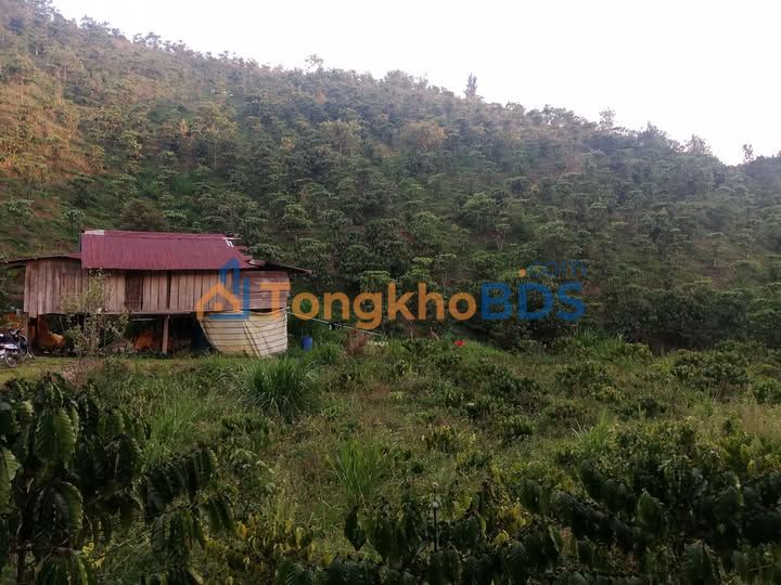 Bán Gấp Farm 13.000m² Đơn Dương, Lâm Đồng - Sổ Trích Lục, Giá 1.85 Tỷ