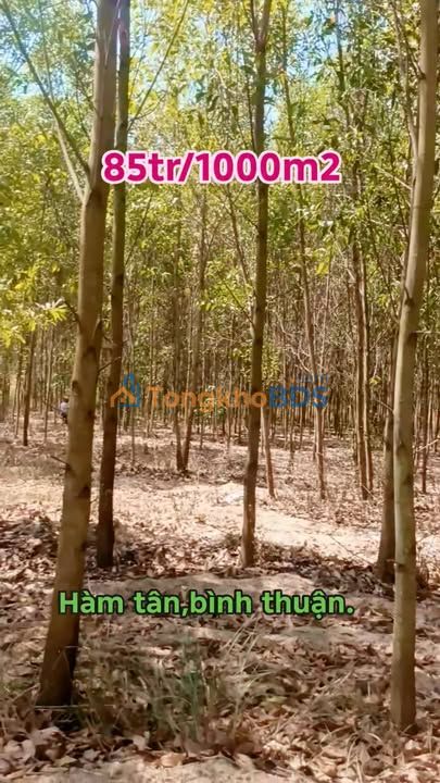 Đất Vườn 16ha Hàm Thuận Nam, Bình Thuận - Sổ Hồng, Mặt Tiền Suối