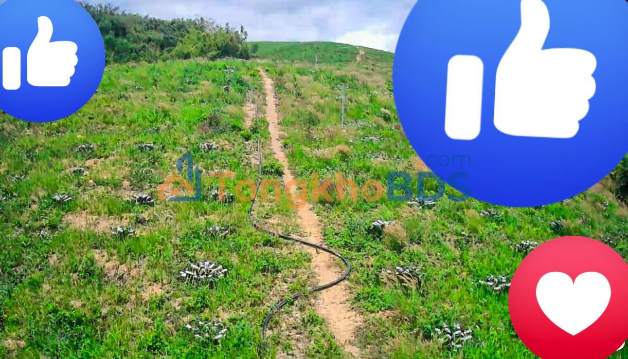 Bán 7ha Farm Đắk Nông - 4 Tỷ, Sẵn Cà Phê & Tiềm Năng Đa Cây Trồng