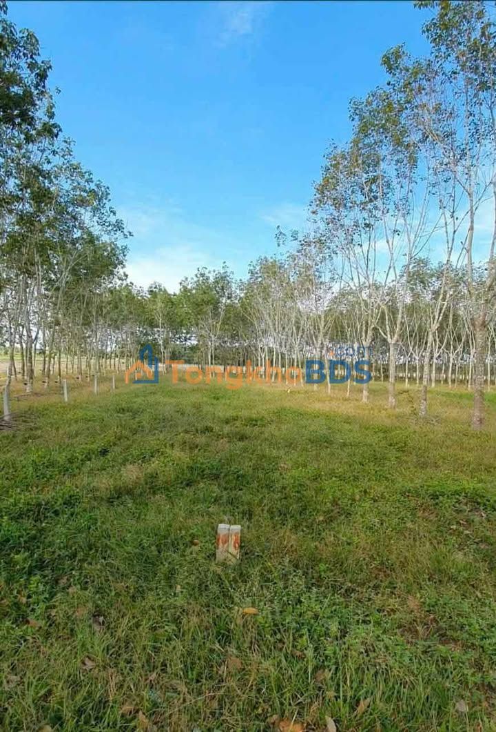 Đất Nền 205m² Ấp Long Đại, Tây Ninh - Sổ Hồng Rõ Ràng, Giá Đầu Tư 320 Triệu