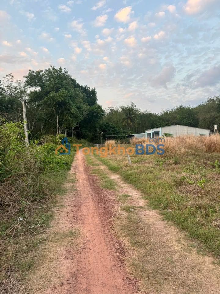 Bán Đất 600m² Ấp Thạnh Hưng, Tân Châu, Tây Ninh - Giá 350 Triệu