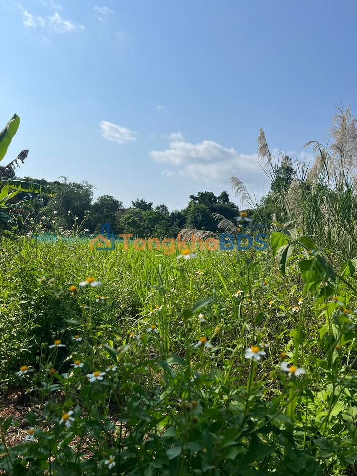 Đất Vườn 500m² Búng Gội, Phú Quốc - Sổ Thổ Cư, Giá Tốt 1.9 Tỷ