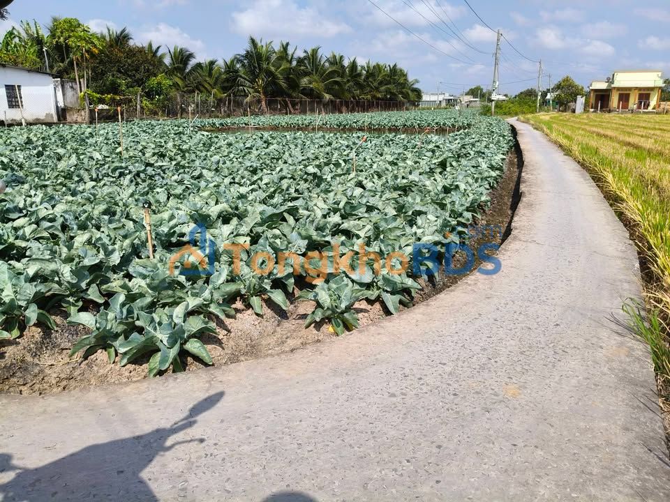 Đất Nền Gò Công Đông - Sổ Hồng Riêng, Giá Chỉ Từ 170 Triệu/Lô