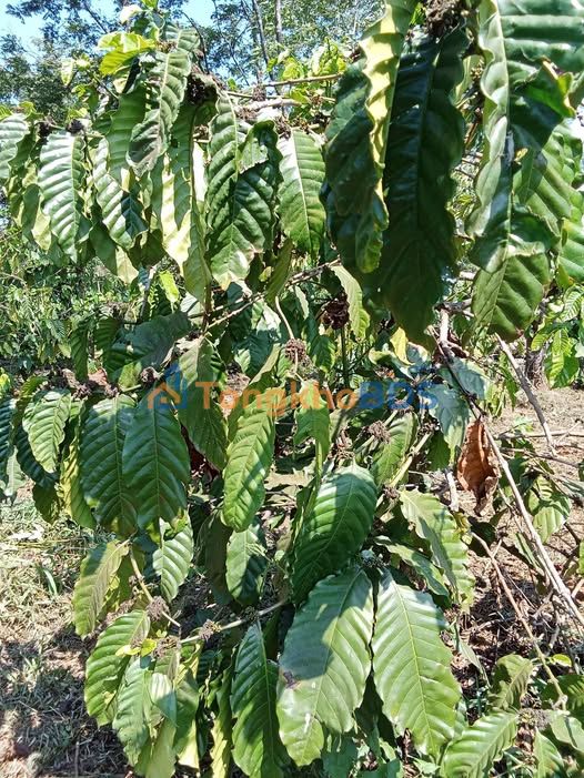 Bán Gấp Đất Vườn 2ha Đắk Nông - Giá Đầu Tư 1.65 Tỷ