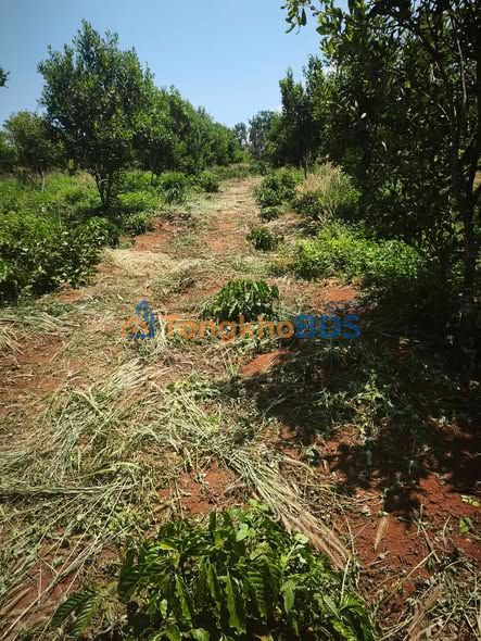 Bán Gấp Đất Vườn Đắk Nông 3ha - Suối Riêng, Giá 2.7 Tỷ