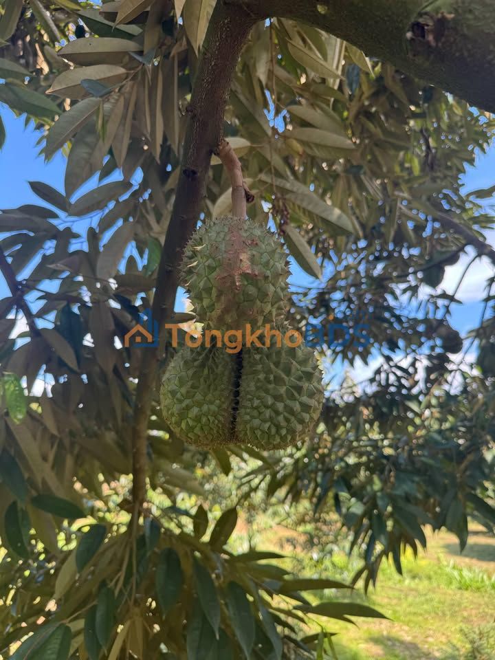 Đất Nền Phường Tân Hòa, Buôn Ma Thuột - 270m² Gần Chợ, Sổ Hồng