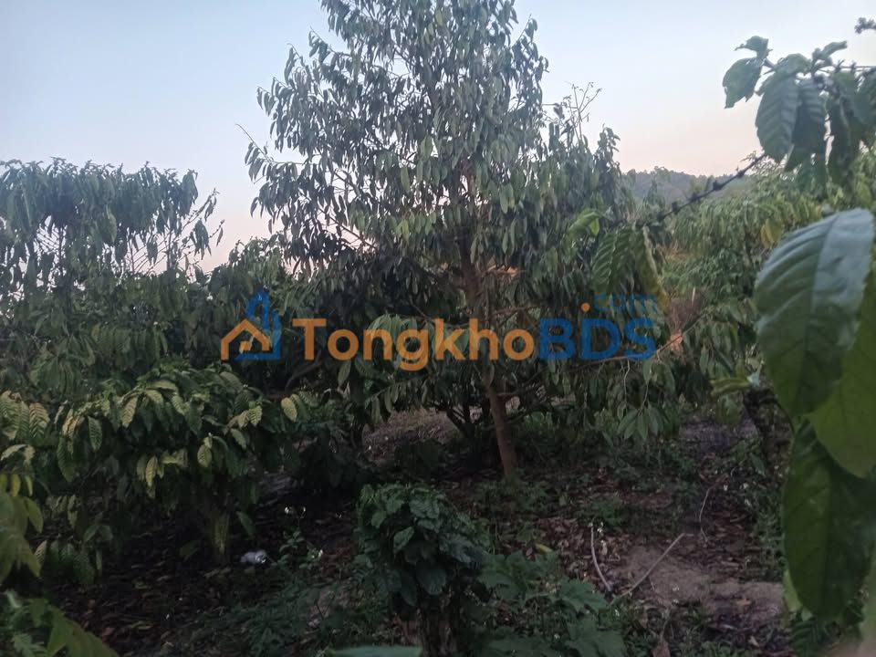 Farm 5.5ha Sầu Riêng EaYiêng, Krông Pắc - Sổ Hồng, Đầu Tư Sinh Lời