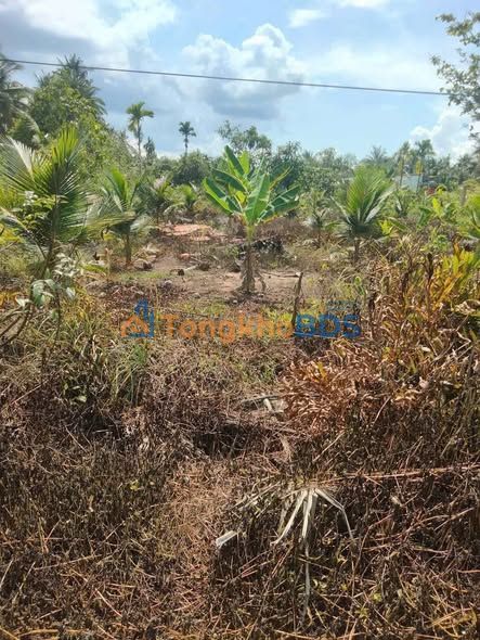 Bán Đất Tam Phước Bến Tre 100m² - Sổ Sẵn, Giá Tốt 300 Triệu