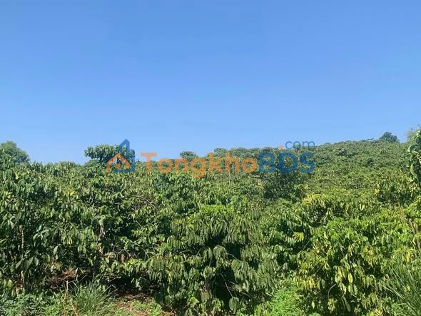 Đất Nền Long Thành 6700m² - Sổ Đỏ Vuông Vắn, Giá 3.35 Tỷ