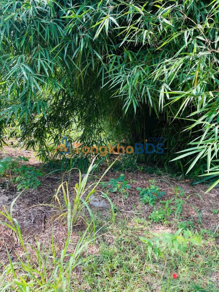 Đất Vĩnh Cửu 182m² Mặt Tiền Đường Con Heo Vàng - Giá 1.3 Tỷ Sổ Riêng