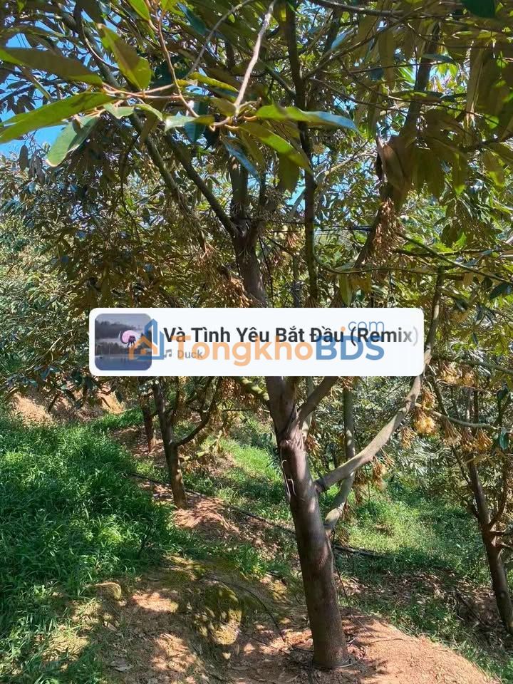 Bán Gấp Farm Sầu Riêng 2ha Đam Rông - Thu Nhập Ổn Định, Sổ Đỏ Rõ Ràng