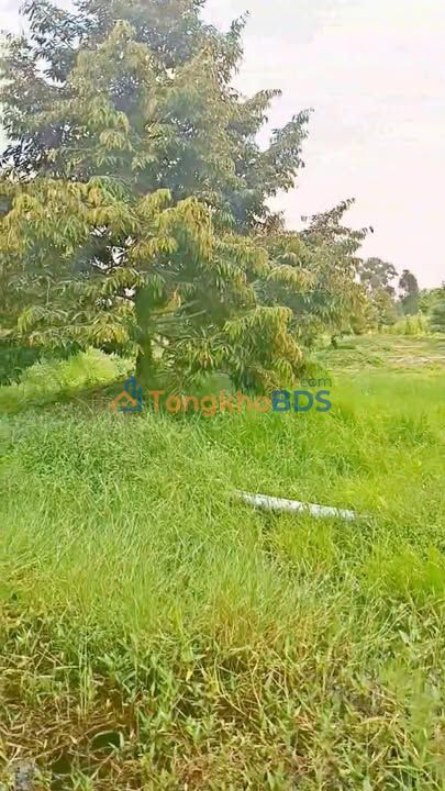 Đất Vườn 1000m² Xã Bình Hàng Trung, Đồng Tháp - Giá 500 Triệu