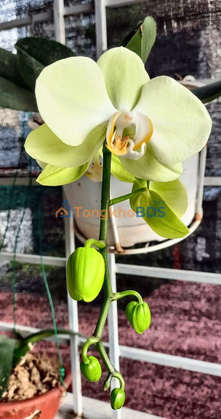 Bán Đất Tặng Nhà 200m² Đồng Hoà, Kiến An - 2.05 Tỷ Gia Lộc