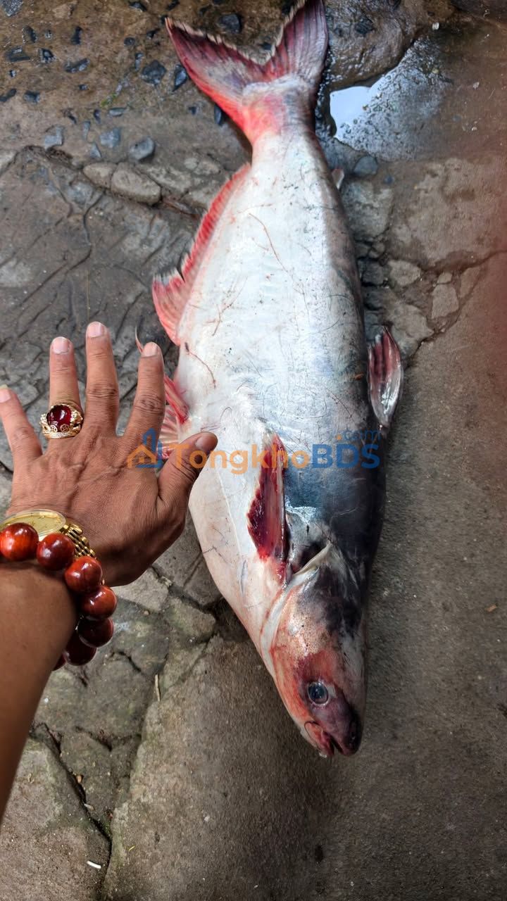 Đất nền mặt tiền Nguyễn Chí Thanh, Ninh Kiều, Cần Thơ - 203m² Kinh doanh đỉnh