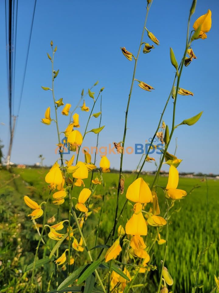 Bán đất Hội An 90.5m² - Mặt tiền 5m, gần đường Hùng Vương