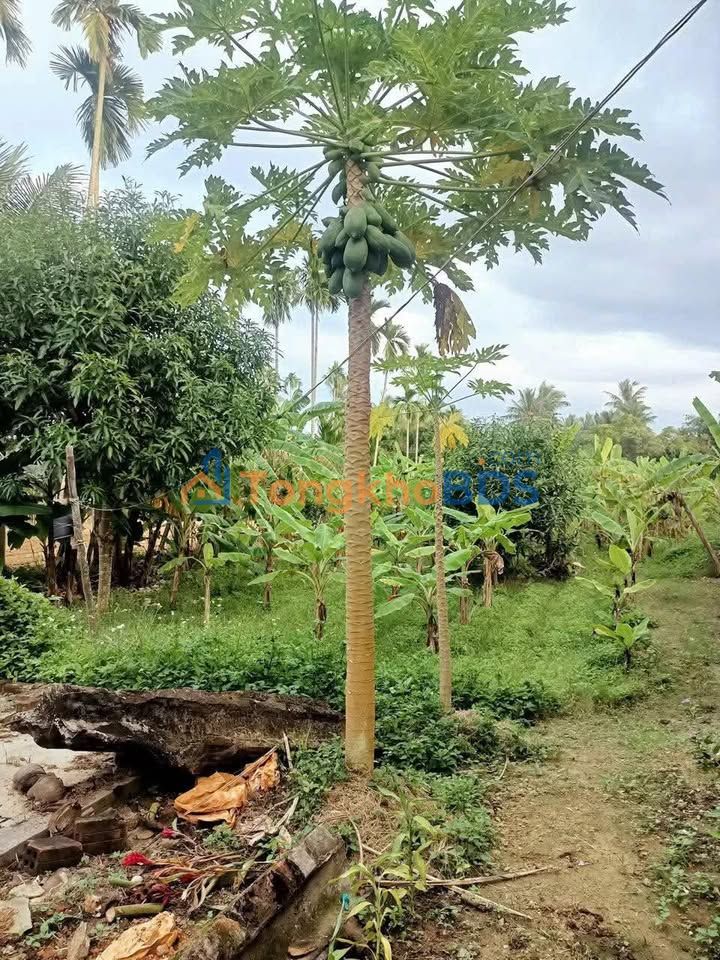 Đất Vườn Nghĩa Hà, Tư Nghĩa 656.5m² - Sổ Đỏ Riêng, Ô Tô Thông Thoáng