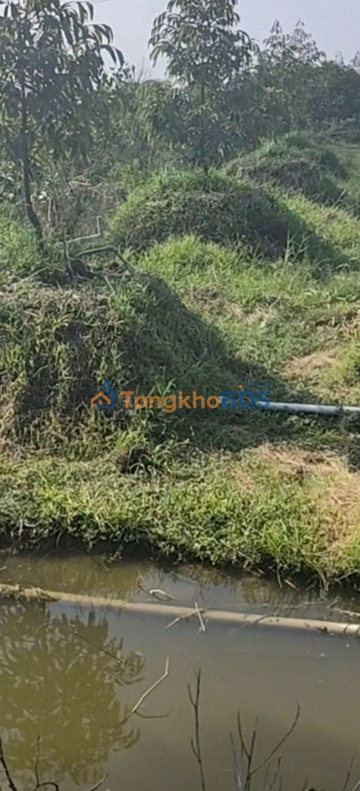 Đất Vườn Sầu Riêng R6 - Tiền Giang - 3600m² Giá 1.3 Tỷ