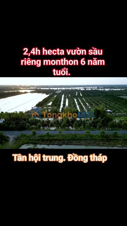 Bán Vườn Sầu Riêng 27 Công Tại Cao Lãnh, Đồng Tháp - Sổ Đỏ Chính Chủ