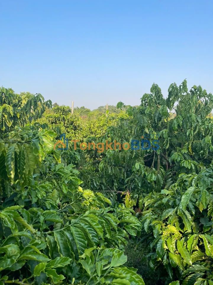 Đất Vườn Gia Lai - 1.65 Tỷ | Mặt Tiền 36m Đường Nhựa, Sổ Đỏ Sẵn Sàng