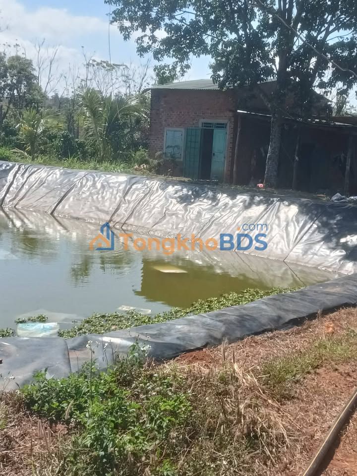 Bán Gấp Farm 1.9ha Gia Lai - Sẵn Sàng Thu Hoạch