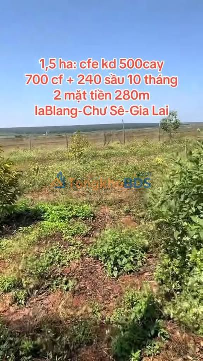 Bán Gấp Farm Cafe 1.5ha Mặt Tiền Đường Ô Tô - Đắk Đoa, Gia Lai