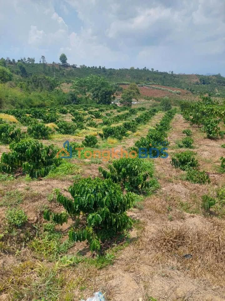 Đất Vườn Lâm Hà 22680m² Sổ Hồng Sẵn Sàng - Giá Đầu Tư 2.2 Tỷ