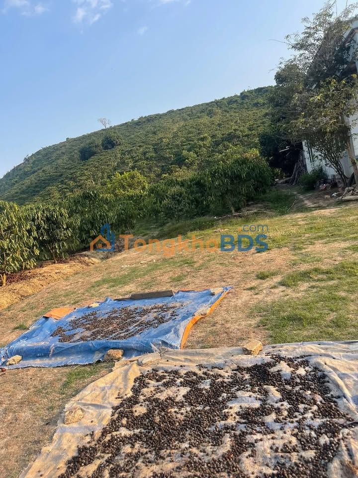 Bán Đất 1600m² Cát Tiên, Lâm Đồng - Giá Chỉ 400 Triệu, Sổ Đỏ Sẵn