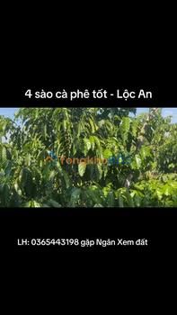 Bán Đất Vườn 4000m² Lộc An, Lâm Đồng - Vườn Cà Phê Thu Hoạch Tốt, Sổ Thổ Cư