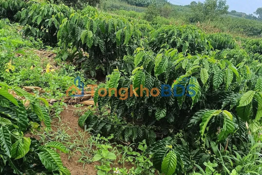 Bán Đất Vườn Lâm Hà 12600m² - Sẵn Sàng Thu Hoạch, Giá 1.3 Tỷ