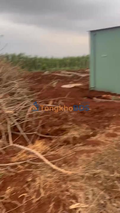 Bán 1ha Đất Đỏ Bazan Gia Lai - Thích Hợp Trồng Cà Phê, Sầu Riêng