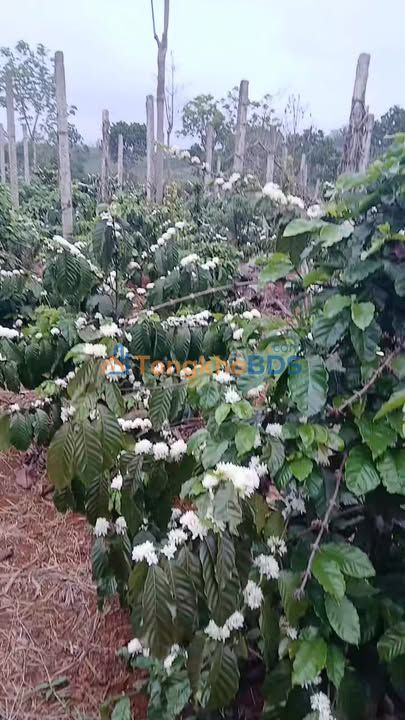 Bán Đất Nông Nghiệp 8.5ha Đắk Song, Đắk Nông - Sổ Đỏ Đầy Đủ, Giá Tốt