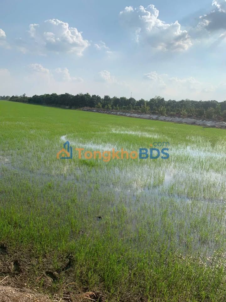 Cho thuê 20.000m² đất nông nghiệp Đồng Tháp - Sẵn sàng canh tác lúa 3 vụ