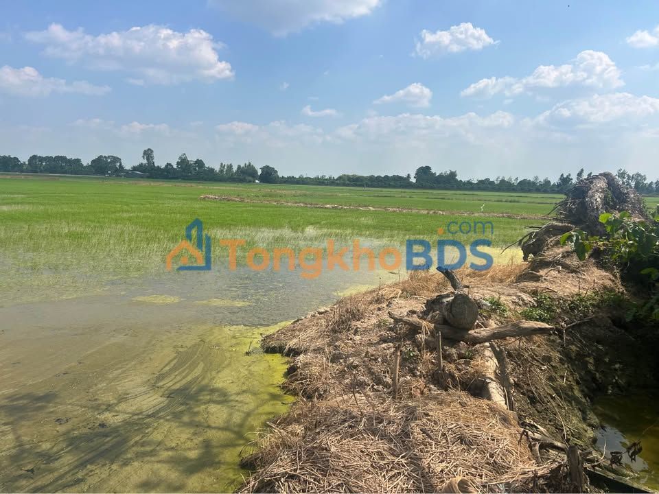 Đất Lúa Đồng Tháp - 1000m² Giá 200 Triệu, Vị Trí Đắc Địa