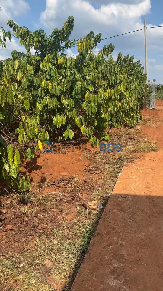 Đất Vàng Ia Boòng - Chư Prông, Gia Lai: 2628m² Sổ Đỏ, Giá 7.3 Tỷ