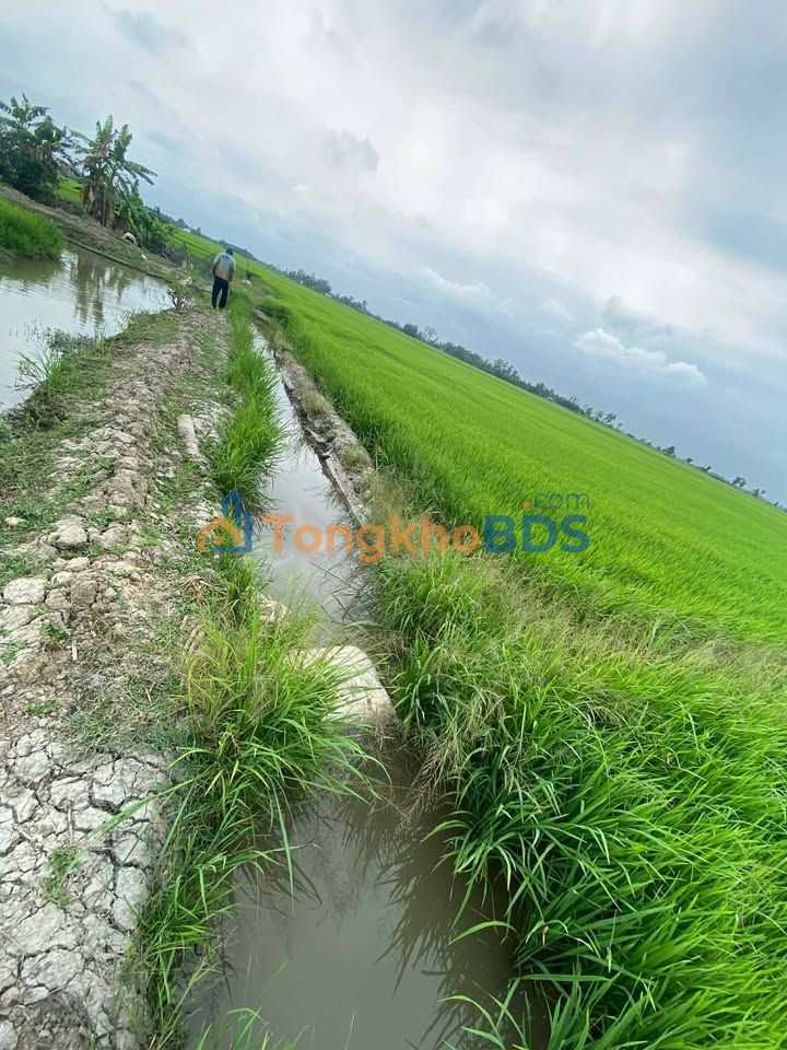 Đất Vườn Sóc Trăng 6875m² - Sổ Hồng Riêng, Giá 100 Triệu/Công